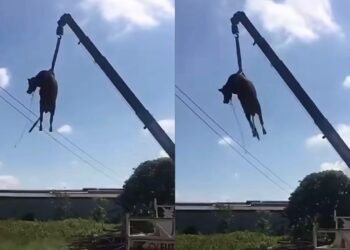 Lembu korban diangkut guna kren