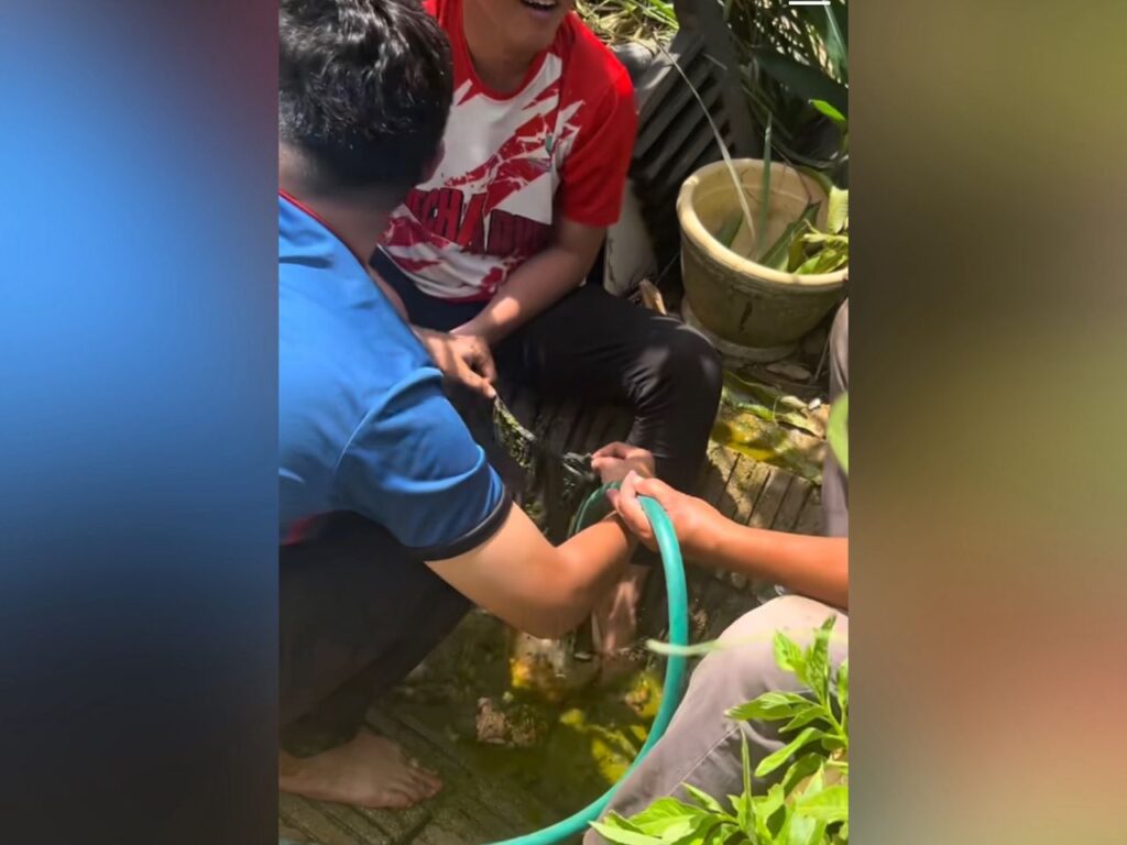 [VIDEO] ‘Seluar dalam siapa pula lembu ni telan?’
