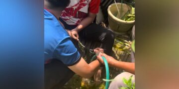 [VIDEO] ‘Seluar dalam siapa pula lembu ni telan?’