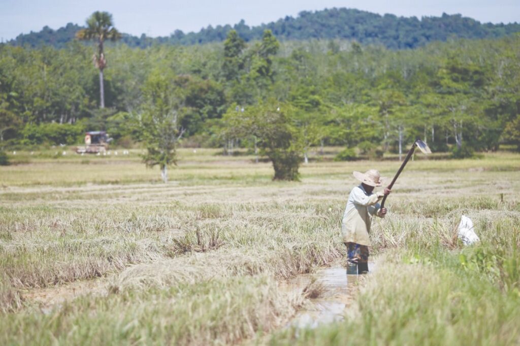 70% pesawah umur 65 ke atas, mana orang muda?