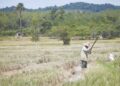 70% pesawah umur 65 ke atas, mana orang muda?