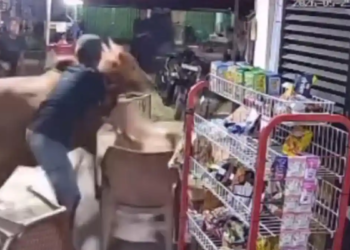 Lembu korban mengamuk rempuh kedai kopi