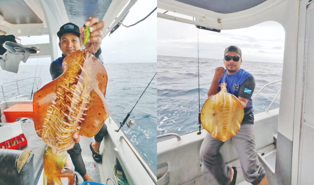 Gemalai tarikan sotong mengabang