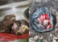 Tergamak sedekah 20kg daging korban hitam, berbau