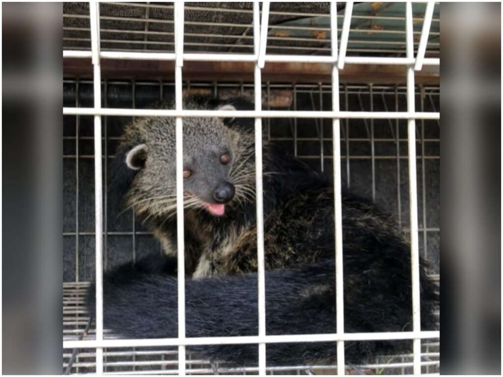 ‘Kantoi’ bela binturong tanpa permit