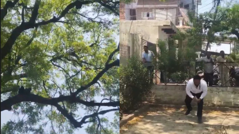 Monyet tabur wang dari atas pokok