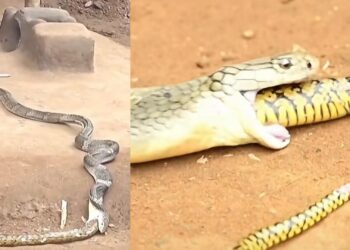 Ular tedung selar ‘muntah balik’ ular tikus