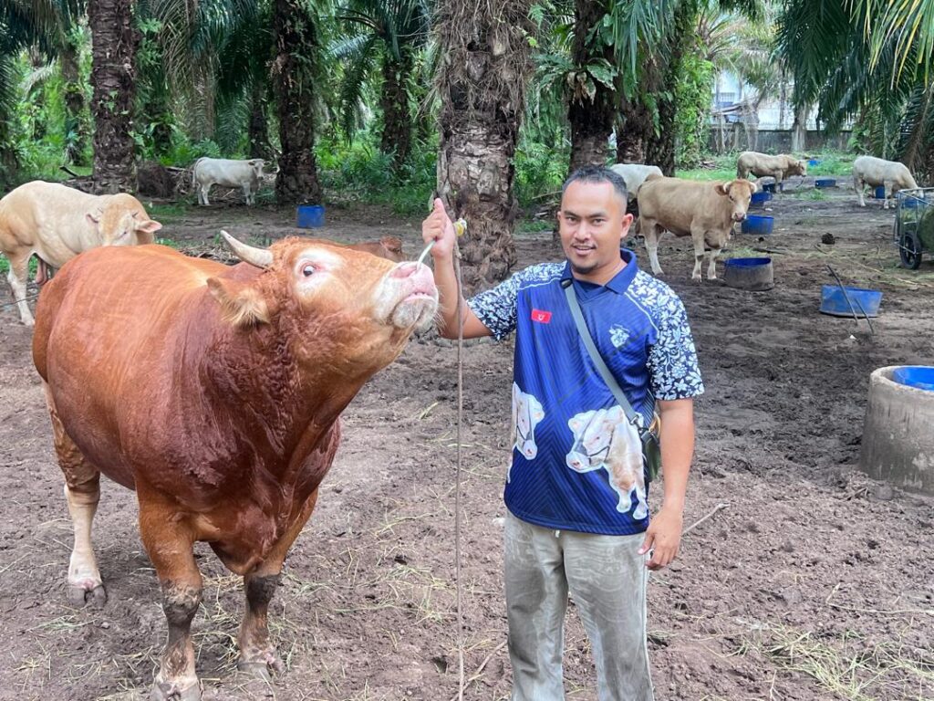 Dulu 8 ekor lembu, kini bertambah jadi 150 ekor