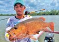 Siakap merah, si ‘samseng’ pemutus tali di muara