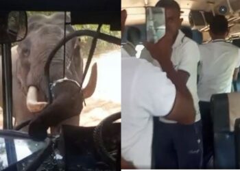 Gajah ‘serang’  bas tentera Sri Lanka