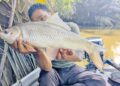 Pancing ikan rohu di sungai berair payau