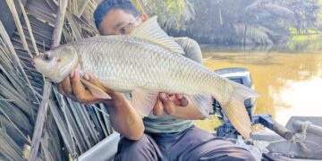 Pancing ikan rohu di sungai berair payau