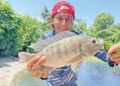Umpan lumut jinakkan tilapia liar