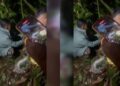 Isteri mati ditelan ular sawa gergasi