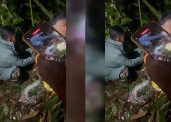 Isteri mati ditelan ular sawa gergasi