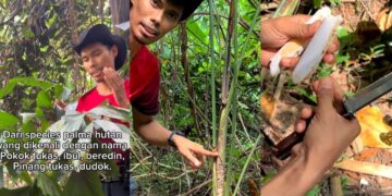 [VIDEO] Ini pokok sumber makanan jika sesat di hutan