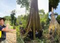 Pokok durian usia 250 tahun tinggi 10 tingkat