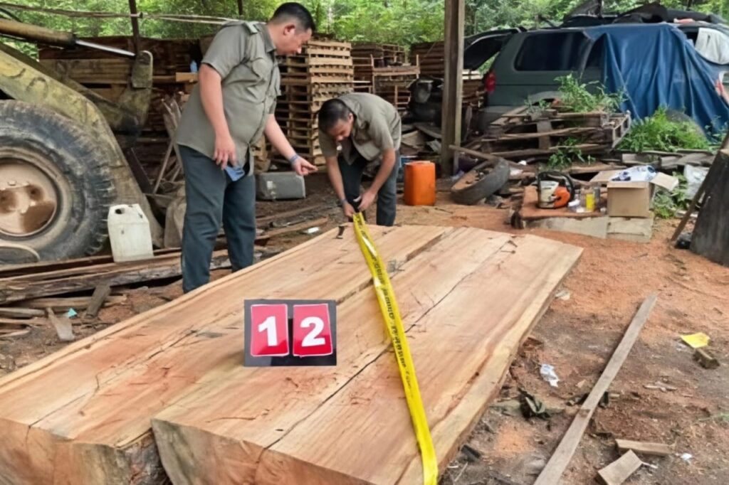 Kilang kayu haram guna balak curi diserbu PGA