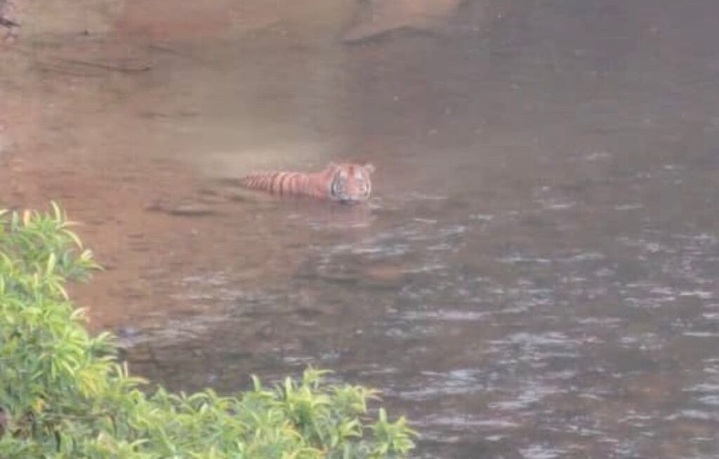 [VIDEO] Penduduk gempar nampak Pak Belang lintas Sungai Rela