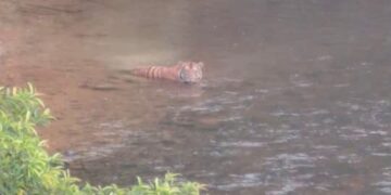 [VIDEO] Penduduk gempar nampak Pak Belang lintas Sungai Relai