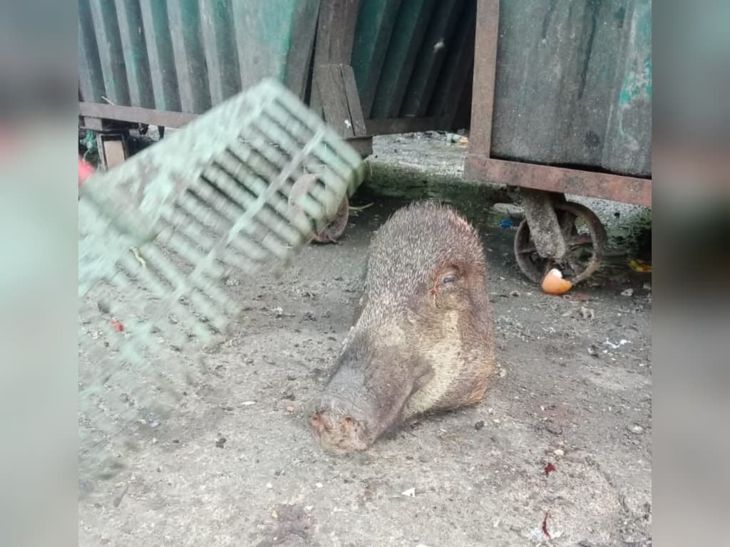 Siapa buang kepala babi di Machang?