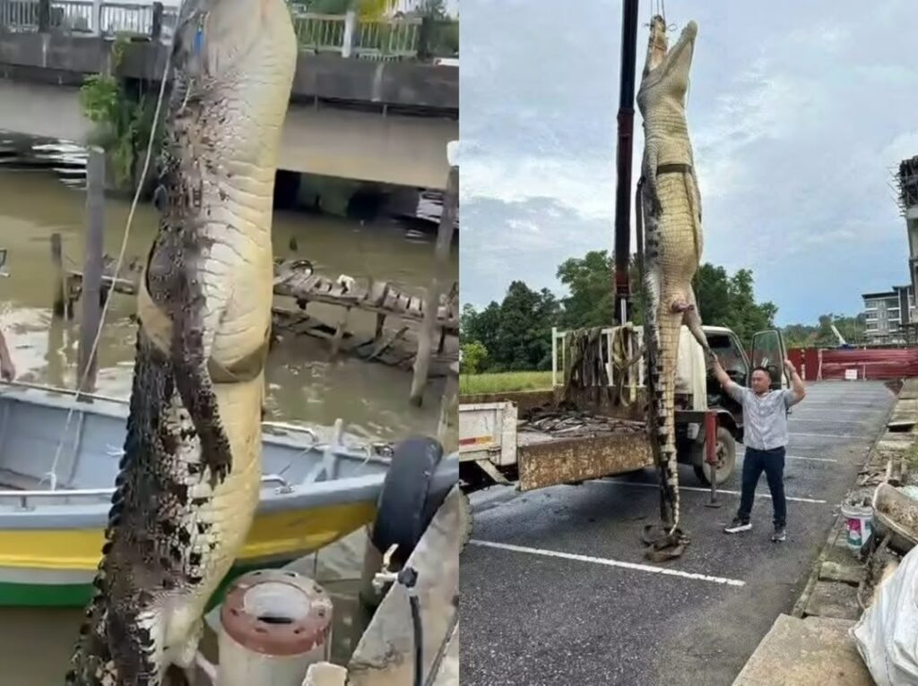 Dua buaya gergasi hampir saiz Bujang Senang ditump