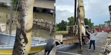 Dua buaya gergasi hampir saiz Bujang Senang ditumpaskan di Bintulu