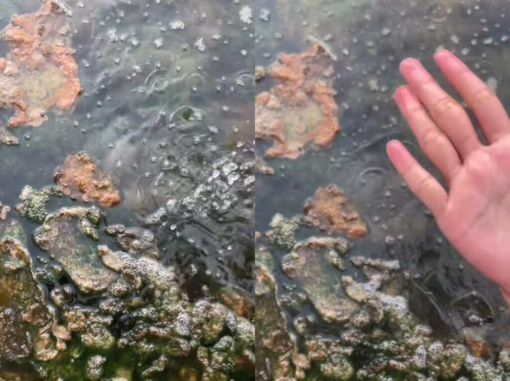 Disangka kotor, rupanya alga hijau-biru di Ulu Leg