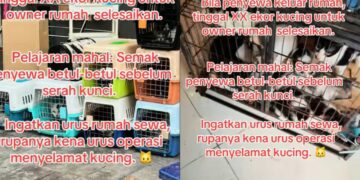 [VIDEO] Penyewa pindah rumah lain, tinggalkan puluhan kucing