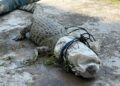 Mahu jala ikan, dapat anak buaya 10kg