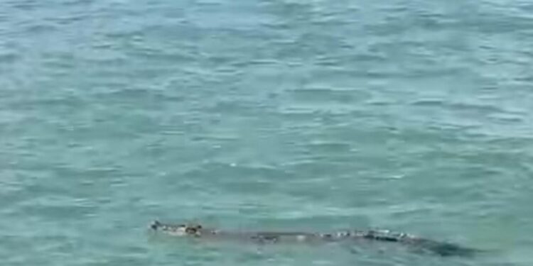 [VIDEO] Buaya muncul lagi depan jeti penumpang Port Dickson