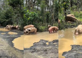 100 ekor babi ‘berendam’ dalam lopak air selepas terjatuh dari lori