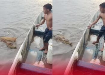 Ingatkan tangkap ikan gergasi, rupanya anak buaya