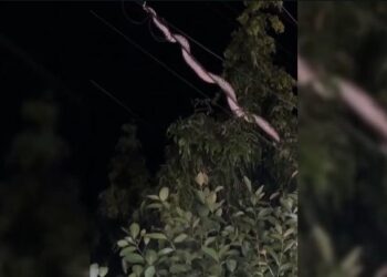 Ular sawa 4 meter melingkar atas kabel elektrik