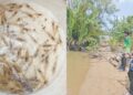 Umpan udang beras mujarab di muara
