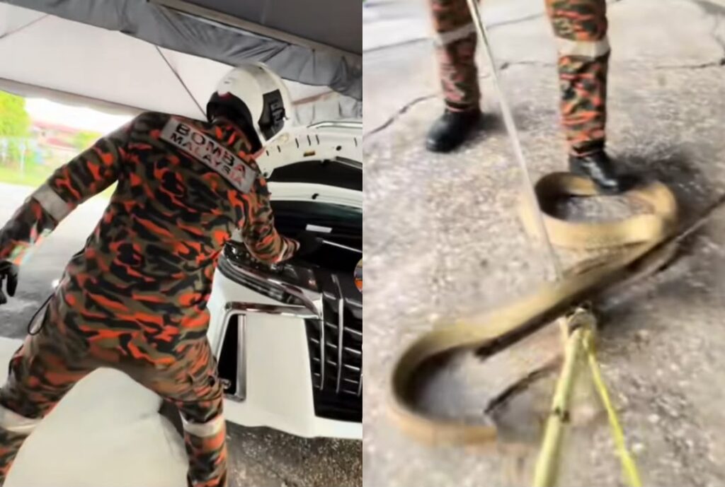 [VIDEO] King cobra pilih kereta mewah