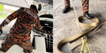 [VIDEO] King cobra pilih kereta mewah