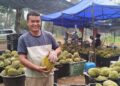 Gugur serentak punca harga musang king menjunam
