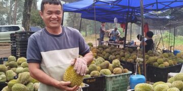Gugur serentak punca harga musang king menjunam