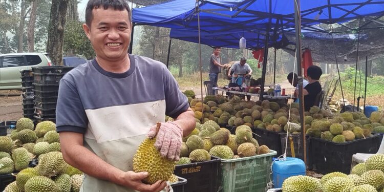 Gugur serentak punca harga musang king menjunam