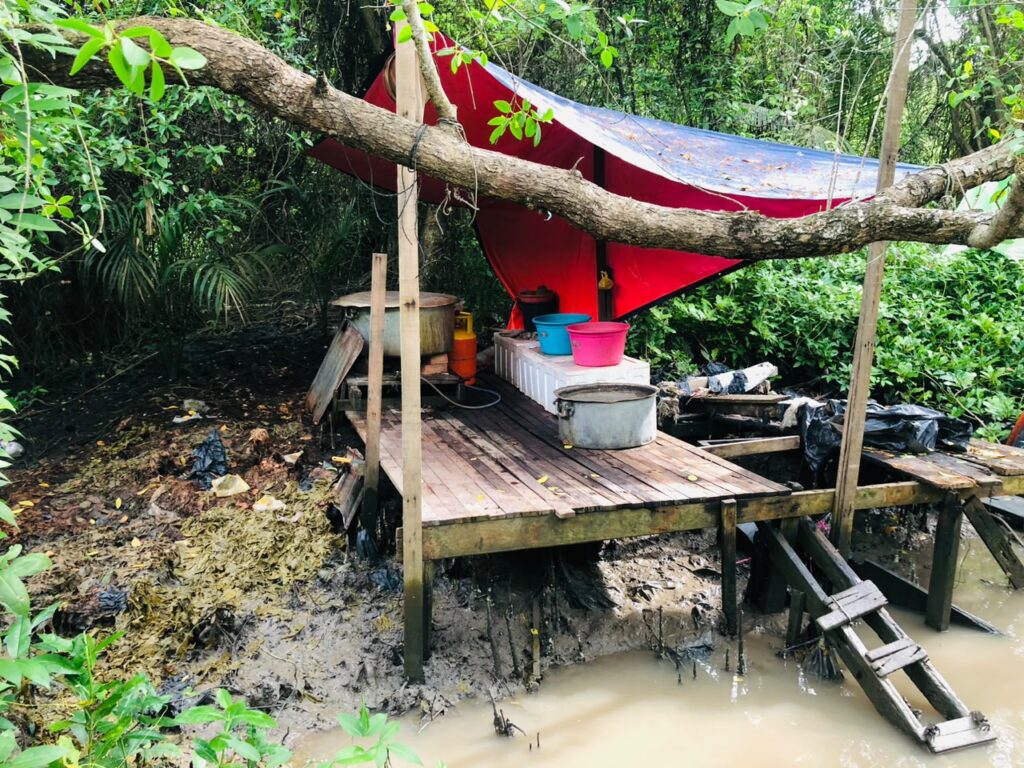 Pondok kanvas dalam hutan paya bakau rupanya tempat proses ketum