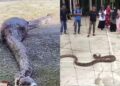 Penduduk tangkap ular 7 meter baham kambing  