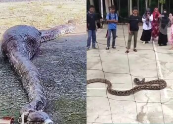 Penduduk tangkap ular 7 meter baham kambing  