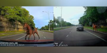 [VIDEO] Macam mana kuda ada di jalan raya?