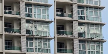 [VIDEO] ‘Jiran atas, bawah tak bising ke rumah penuh najis burung?’