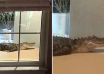 Aligator rupanya ‘ketuk’ pintu rumah 