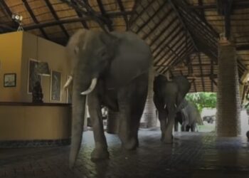 ‘Hati-hati, gajah melintas di lobi’