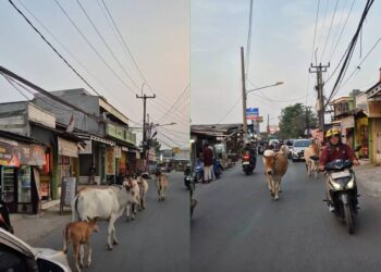 Takut bunyikan hon, trafik sesak kerana lembu