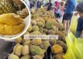 Murah sangat musang king sampai tak termakan
