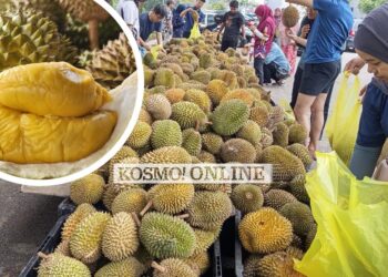 Murah sangat musang king sampai tak termakan